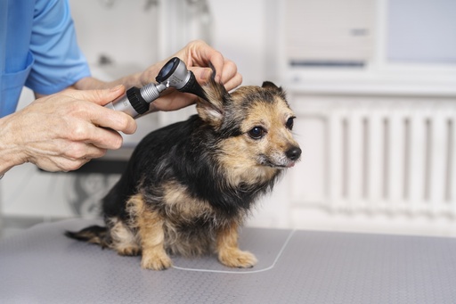 Grooming Appointment