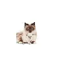 shopping (3).webp