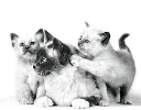 shopping (2).webp