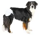 TRIXIE DIAPERS FOR FEMALE DOGS,S-M 12 PC